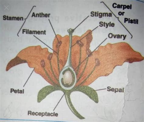 Draw A Labelled Diagram To Show Stamen And Pistil In A Flower