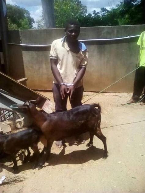 I Sought It S Consent Man Caught Having Sex With A Goat Says Netnaija
