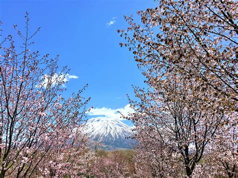 Nisekos Lovely Spring Scenery Experience Niseko