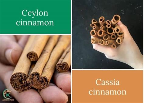 Cassia Vs Ceylon Cinnamon 5 “true” Spice Factors For True Life K