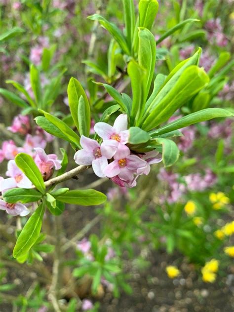 Daphne × Burkwoodii Somerset Picturethis