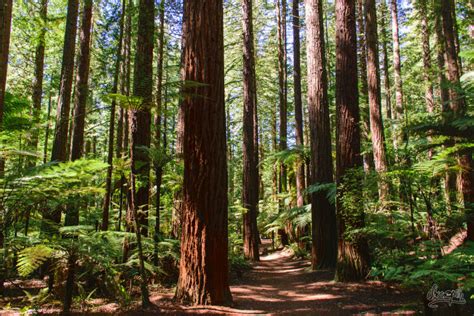 Redwood Forest Rotorua Nouvelle Zelande Quest Retreats