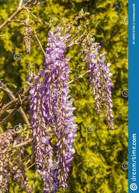 Purple Wisteria Flowers Stock Photo Image Of Acacia 180916788
