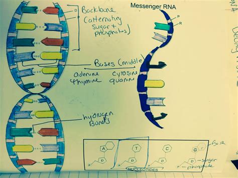 It is said that the replicated dna is. Mrs. Greeley Howard's Biology Class: DNA coloring notes ...