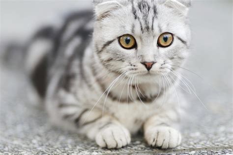 5 Most Popular Cat Breeds In The World Vintank