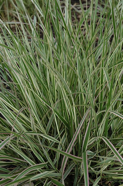 Variegated Reed Grass Calamagrostis X Acutiflora Overdam In