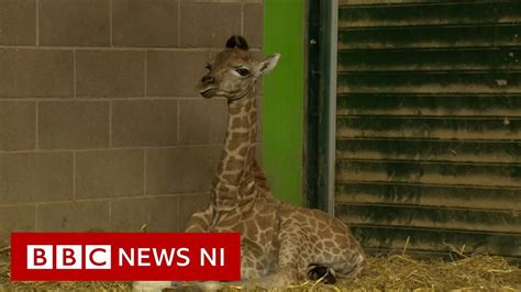 New Baby Giraffe Arrives At Belfast Zoo Youtube