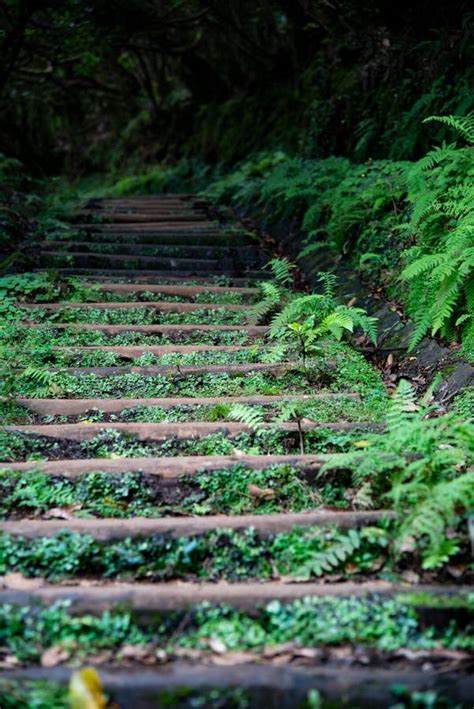 Stairs In The Forest Photo Of Stairs In The Forest Stock Photo Image