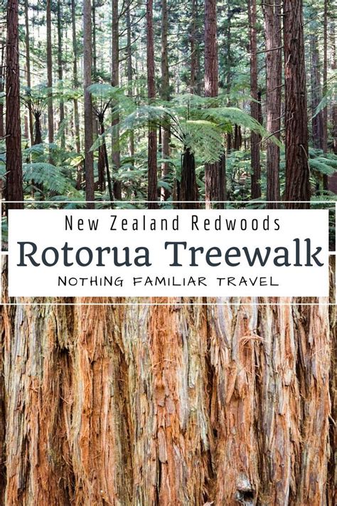 Redwoods Treewalk The Best Way To See The Rotorua Forest Artofit