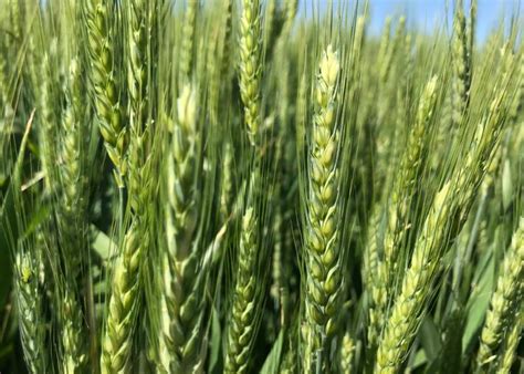 We did not find results for: La Nina Arrives as U.S. Wheat, S. American Corn Planting Begin | AgWeb