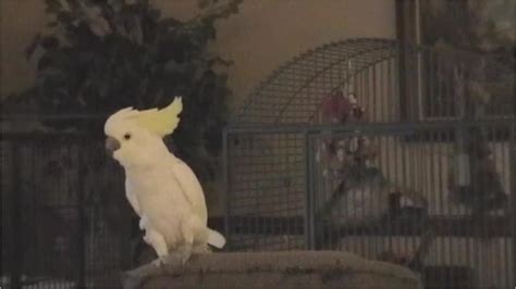 Watch Dancing Head Banging Cockatoo Bust Out Its Repertoire Of Rock