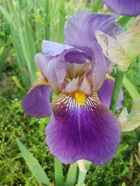 Photo Of The Bloom Of Intermediate Bearded Iris Iris Andromede
