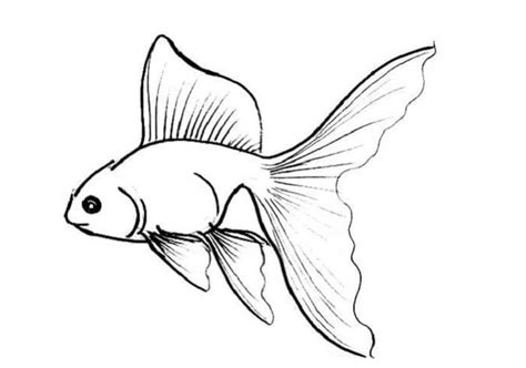17 Contoh Gambar Sketsa Ikan Yang Mudah Digambar Broonet