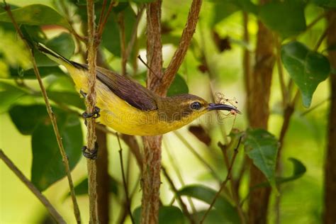 Olive Backed Sunbird Cinnyris Jugularis Also Known As The Yellow