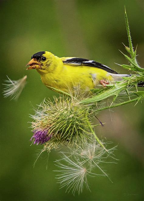 American Goldfinch And Thistle Photograph By David Sams Pixels