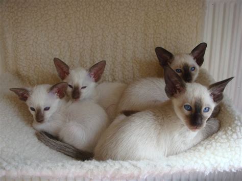 The breed originated in thailand (formerly known as siam), where they are one o. Siamese Kittens For Sale | Wolverhampton, West Midlands ...