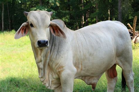 Brahman Cattle White Brahman Calves For Sale In Florida And Texas Buy