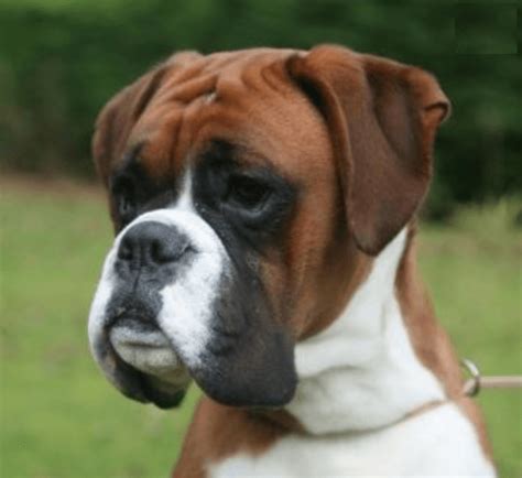 Get a boxer i have a litter of 8 boxer puppies looking for a new home. Boxer Puppies For Sale | New Jersey 17, NJ #218915