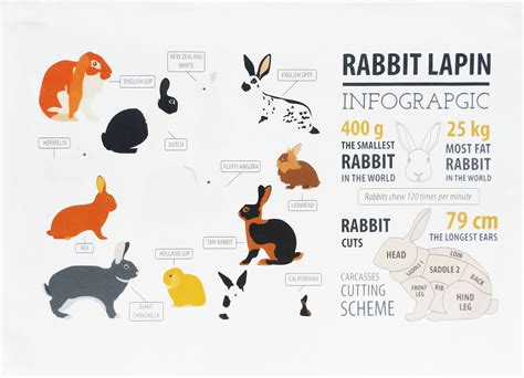 Rabbit Infographic Large Cotton Tea Towel