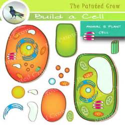 Organelles Clipart Clipground