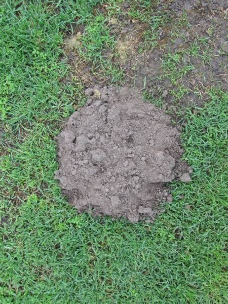 How Getting Rid Of Moles In Gardens Or Yards Homesfeed