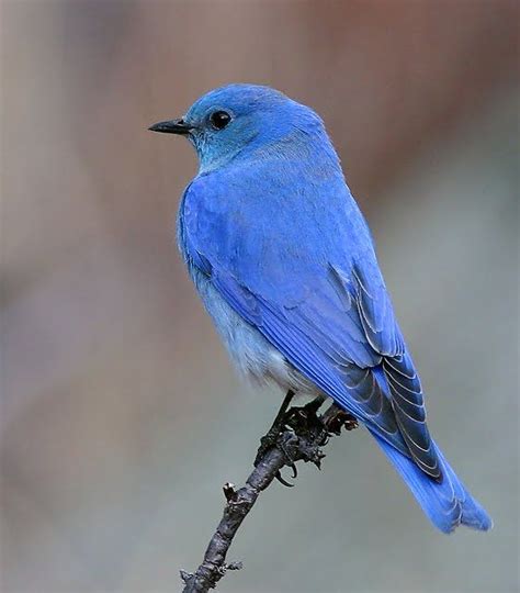 279 Best Bluebirds Images On Pinterest Beautiful Birds The Birds And