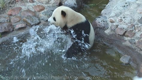 Pandas At Copenhagen Zoo Youtube