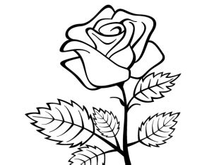 The flower png images that you will find here are mostly vintage looking flowers, mostly roses, and other garden flowers. Rose outline free vectors ui download png - Clipartix