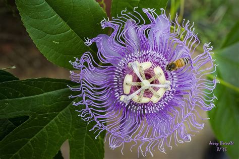 Passion Flower With Honey Bee Jerry Brendle Flickr