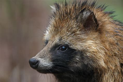 Raccoon Dog Souheilzohra