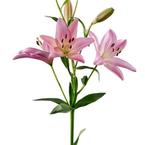 Asiatic Lily Pink Jacksonville Flower Market