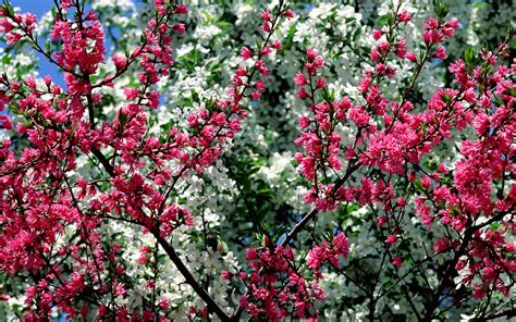 Desktop Wallpaper Spring Flowers 60 Images
