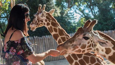 Welcome to the abq biopark zoo. City reveals 3 possible sites for new Sacramento Zoo location