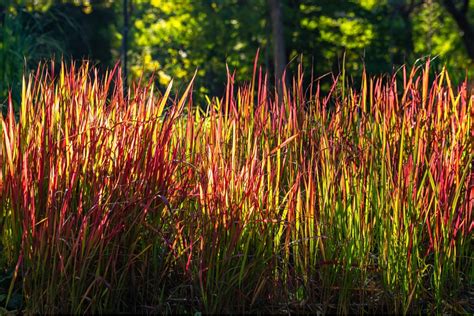 8 Red Ornamental Grasses To Consider In Your Garden — Bustling Nest