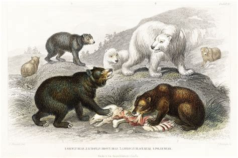 Grisly Bear European Brown Bear American Black Bear Polar Bear From