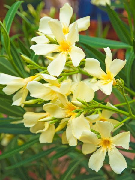 Learn about the potential benefits of oleander including contraindications, adverse reactions, toxicology, pharmacology and historical usage. Nerium oleander, Oleander