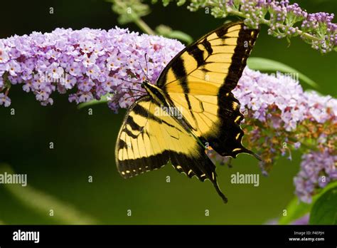 Tigre Oriental Especie Butterfly Papilio Glaucus Sobre Mariposas