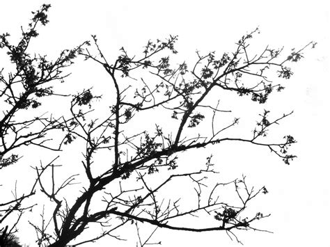 Free Images Nature Outdoor Branch Black And White Plant Flower