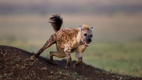 Why Do Spotted Hyenas Laugh Gulpmatrix