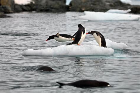 Adult Penguins Jumping Into The Water And Swimming In Antarctica Stock