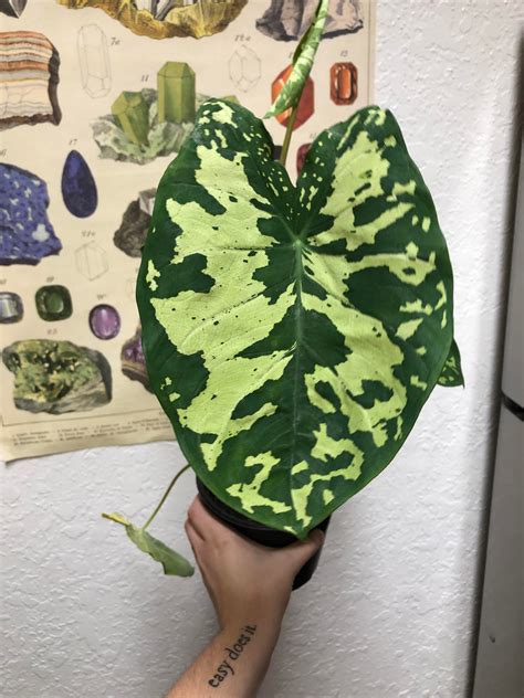 Tucson, AZ! Found two beautiful Hilo Beauties in Home Depot! They are