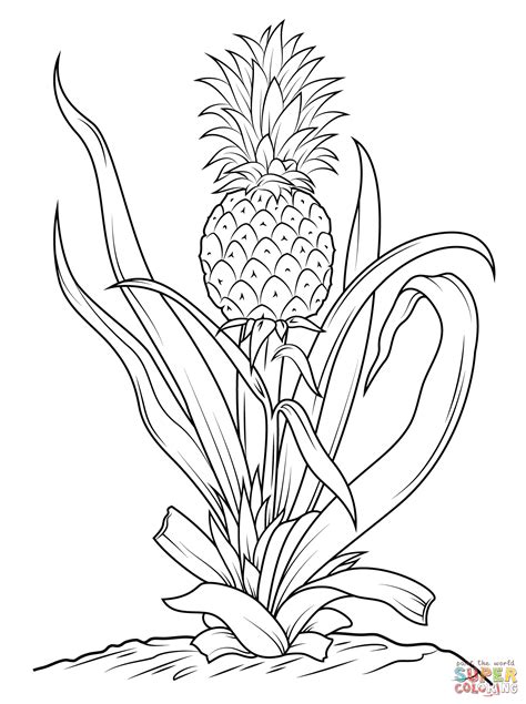 Pineapple Tree Coloring Page Free Printable Coloring Pages