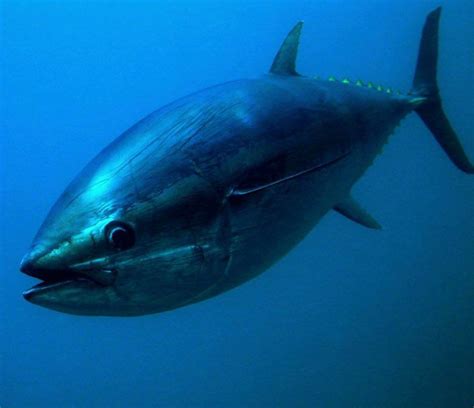 Top 10 Nature Photos Of 2017 Atlantic Bluefin Tuna Fish Tales