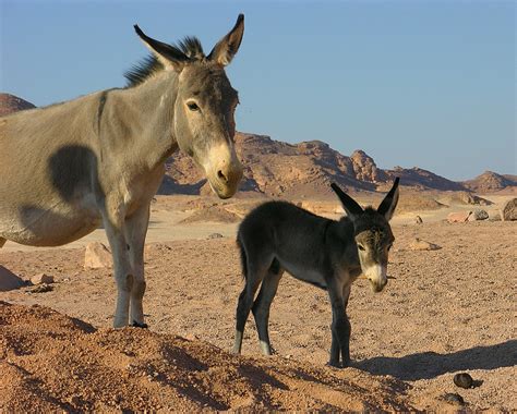 Bedouin Donkeys Sinai Egypt Art Flickr