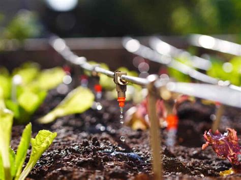 The Best Drip Irrigation Systems For Your Garden Minneopa Orchards