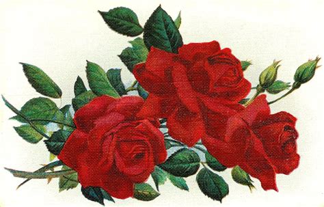 Antique Images Vintage Red Rose Graphic 3 Rose Flower
