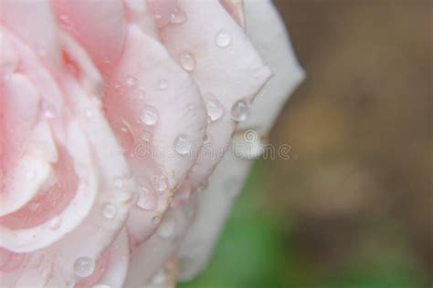 Light Pink Rose Stock Photo Image Of Rose Nature Pink 94645540