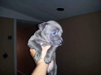 < image 1 of 5 >. Blue Bully/Gator Pitbull Pups for Sale in Heiskell, Tennessee Classified | AmericanListed.com