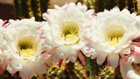 How The Saguaro Blossom Became Arizonas State Flower