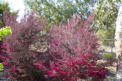 Motomori12@gmail.com for commissions click linktree! Leptospermum scoparium 'Ruby Glow'